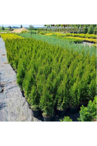 Туя западная Смарагд/Smaragd - 3-5л/вис.40-60см/Ø20-30см